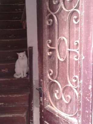 Cat in the Hall