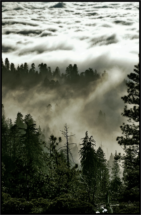 Forest Clouds
