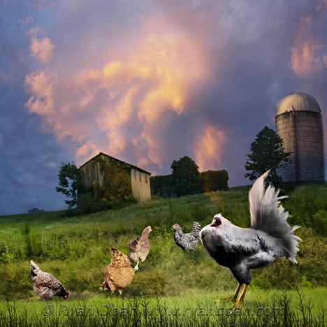 Farm