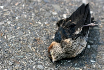 Dead Bird