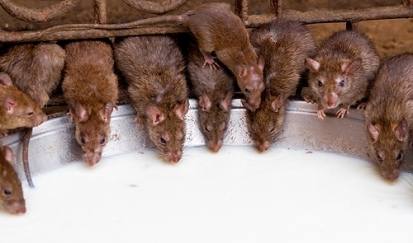 Rats and milk