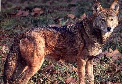 Red Wolf