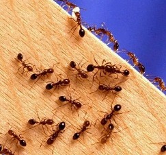 Ants