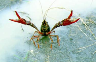 Crawfish