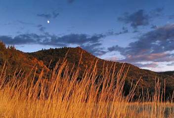 Tall Grass