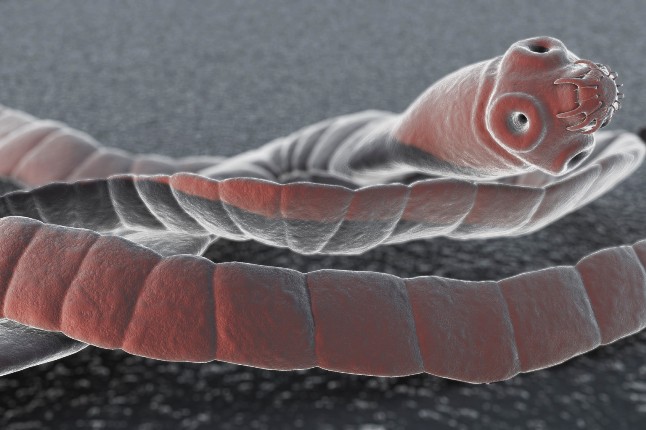 tapeworm closeup