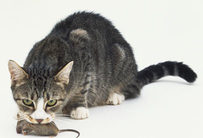 Cat with Mouse