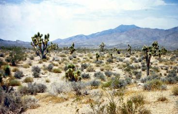 Desert