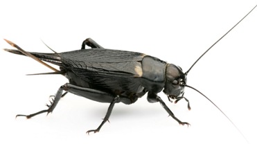 Cricket