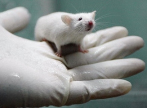 Lab Rat