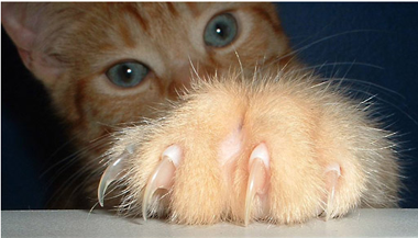 Cat claws