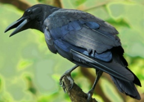 Crow