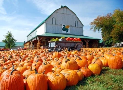 pumpkin