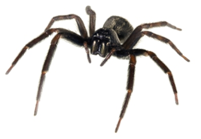 spider