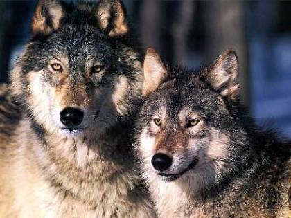 Two Wolves