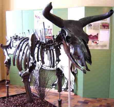 Skeleton