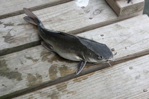 catfish