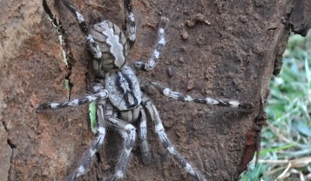 New spider